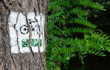 Znak zielonego szlaku rowerowego na drzewie
