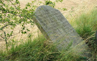 N apierwszym planie przechylony pomnik na cmentrzu żydowskim. Dookoła pomnika wysoka trawa. Zdjęcie wykonane w okresie letnim.