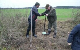 Droga &bdquo; kasztanowa&rdquo; w Stajkowie 
